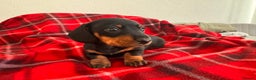 Miniature Dachshund dogs for sale: 🐾 miniature Dachshund 1 LEFT READY IN 2 WEEKS🐾 - Advert 11