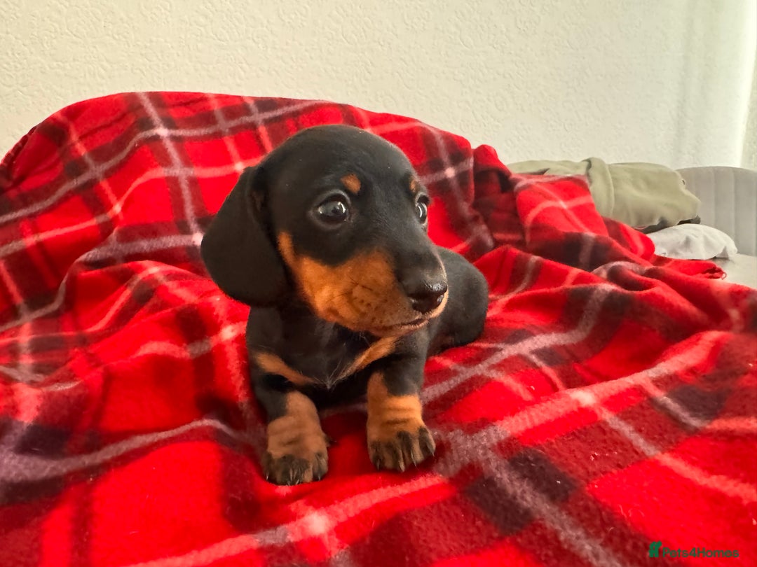 Miniature Dachshund dogs for sale: 🐾 miniature Dachshund 1 LEFT READY IN 2 WEEKS🐾 - Advert 11