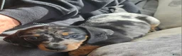 Miniature Dachshund dogs for sale: Miniature Dachshund - Advert 9