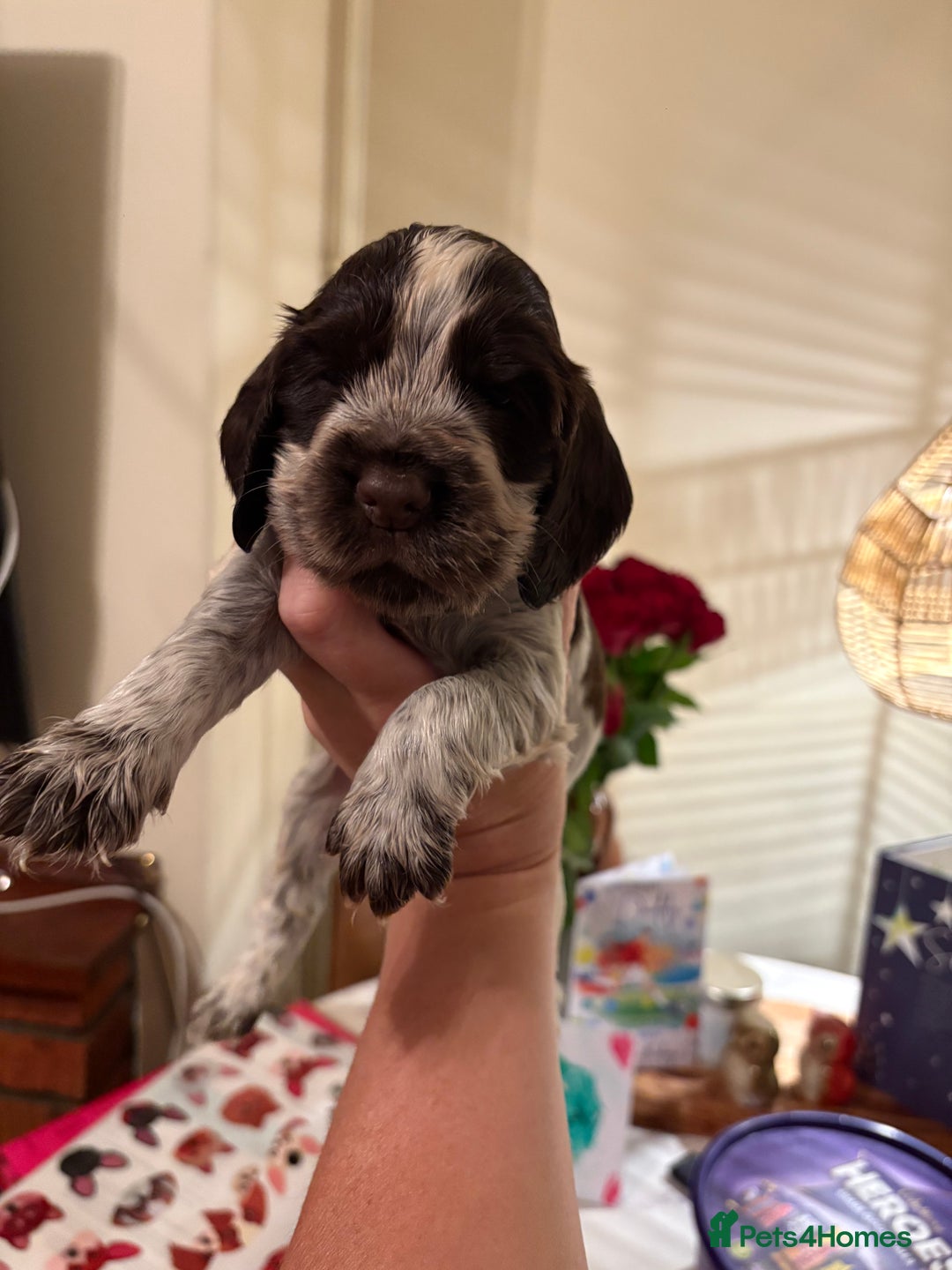 Cocker Spaniel dogs for sale: Quality kc show type cocker spaniels - Advert 3