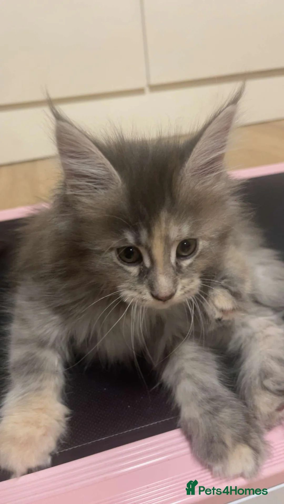 Maine Coon cats for sale: One blue tortie girl Mainecoon left  - Advert 4