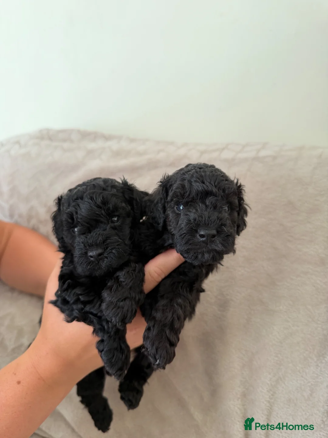 Toy Poodle dogs for sale: **REDUCED••Beautiful Toy Poodle Puppies - Advert 1