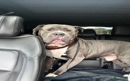 American Bulldog dogs for sale: Loving American Bulldog for Sale  - Image 2