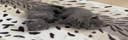 British Shorthair cats for sale: British shorthair kittens available  in Liverpool - Advert 8