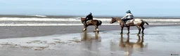 Appaloosa horses for sale: 15.3 Appaloosa mare - Advert 9