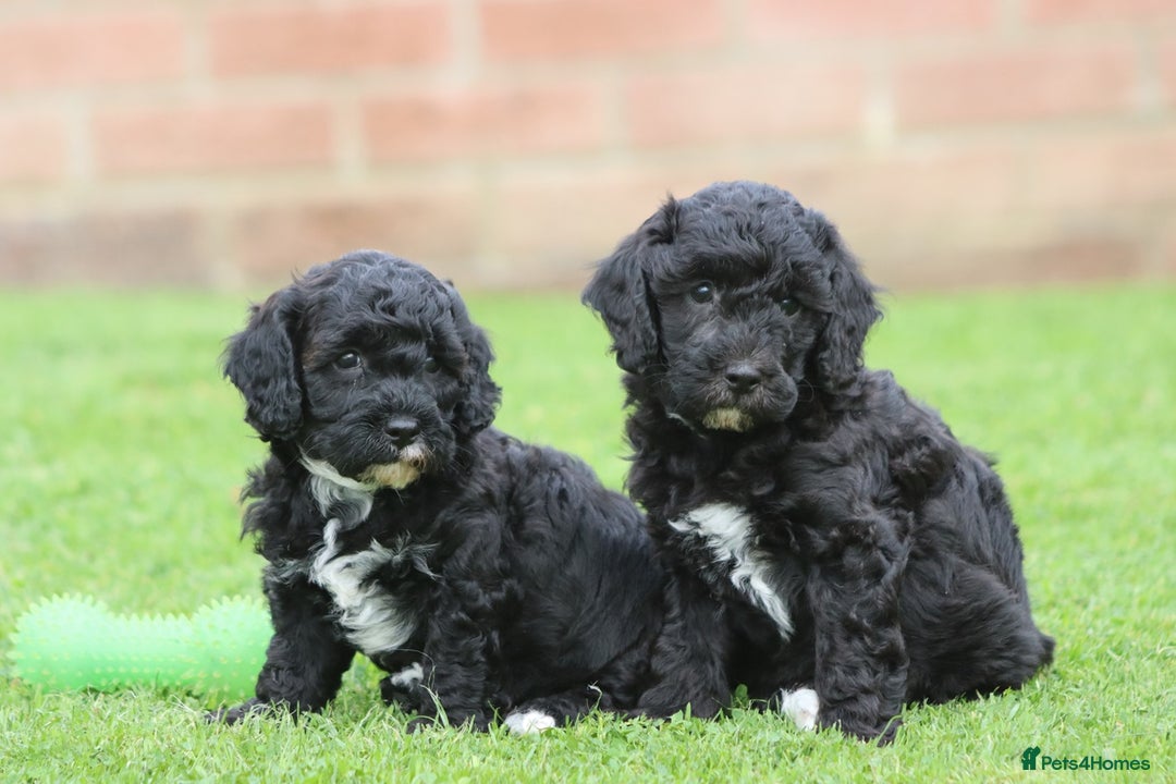 Cavapoochon dogs for sale: Beautiful Cavapoochon puppies for sale - Image 9