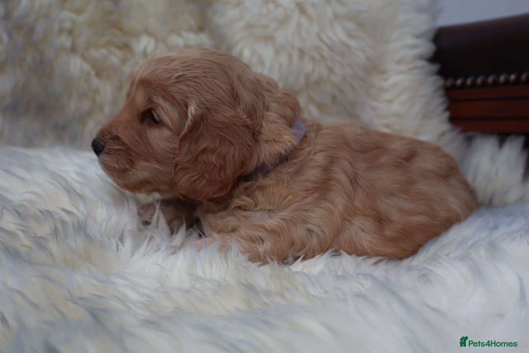 Cockapoo dogs for sale: 5*LICENSED BREEDER WATCH LIVE HEALTH TESTED PARENT - Image 17