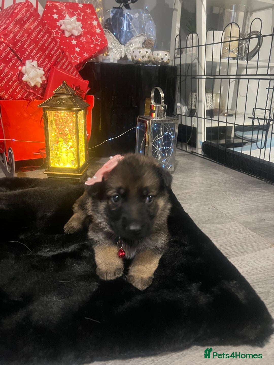 German Shepherd dogs for sale: Lovely shepherds  - Advert 5