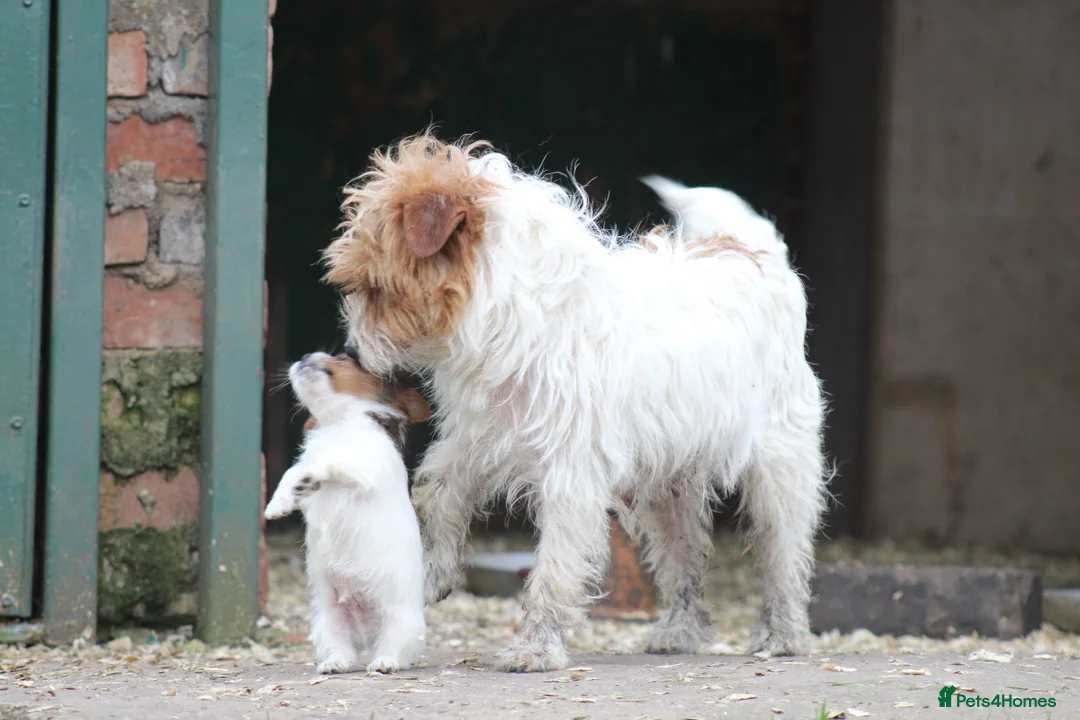 Jack Russell dogs for sale: Jack Russell Puppies for sale - Advert 11