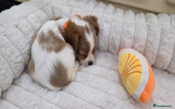 Cavalier King Charles Spaniel dogs for sale: KC Registered & DNA Tested Cavalier Puppies - Image 9