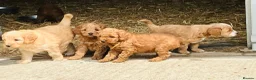 Sproodle dogs for sale: Beautiful Red & Apricot Sproodles - Advert 11