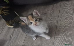 Mixed Breed cats for sale: 5 beautiful kittens 4 female 1 male - Image 18