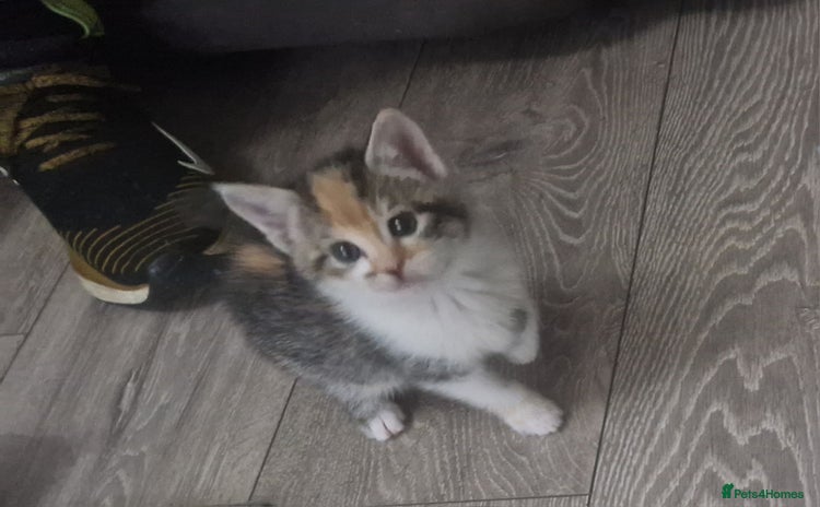 Mixed Breed cats - Advert 4