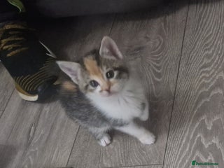 Mixed Breed cats - Advert 1