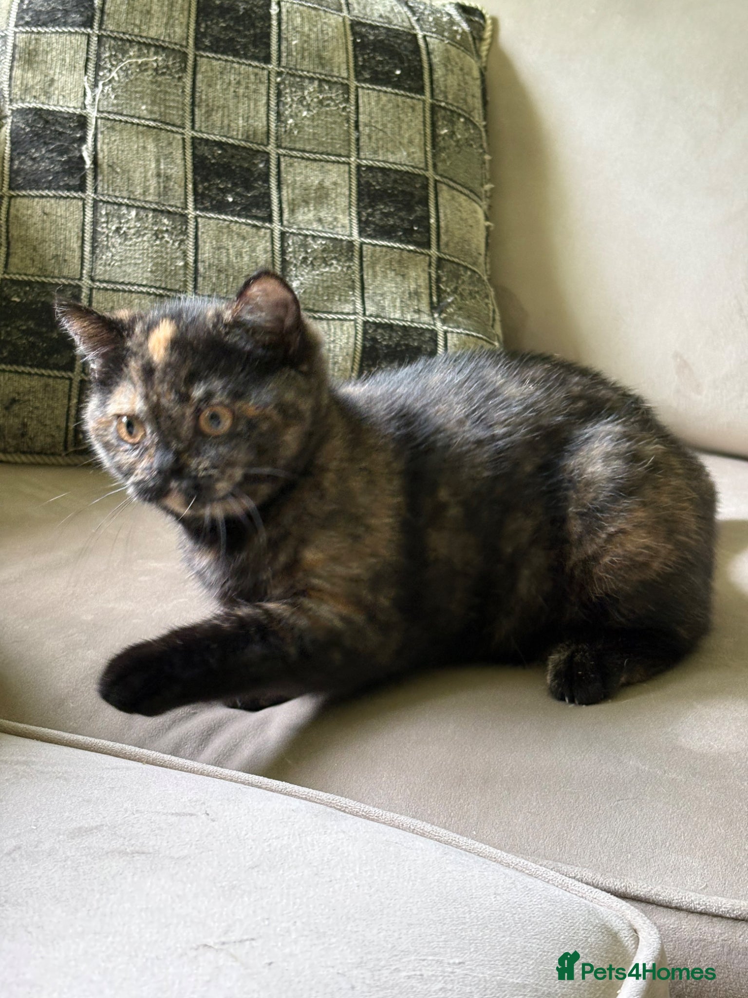 British Shorthair cats Ready now Tica Reg British shorthair  - Advert 15