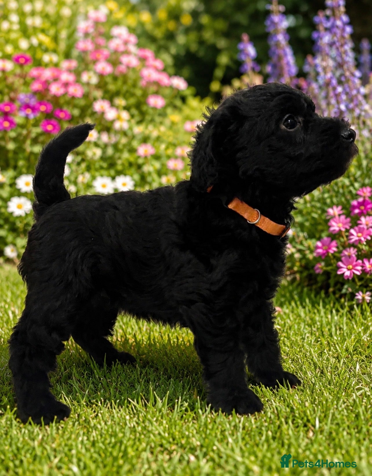 Mixed Breed dogs Airedoodles F1 airedale mum. Phantom poodle dad  - Advert 2