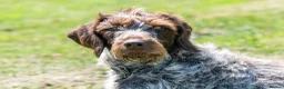 German Wirehaired Pointer dogs for sale: 1ST VACC GIVEN, HEALTH CHECKED KC REG GWP PUPS  - Advert 19