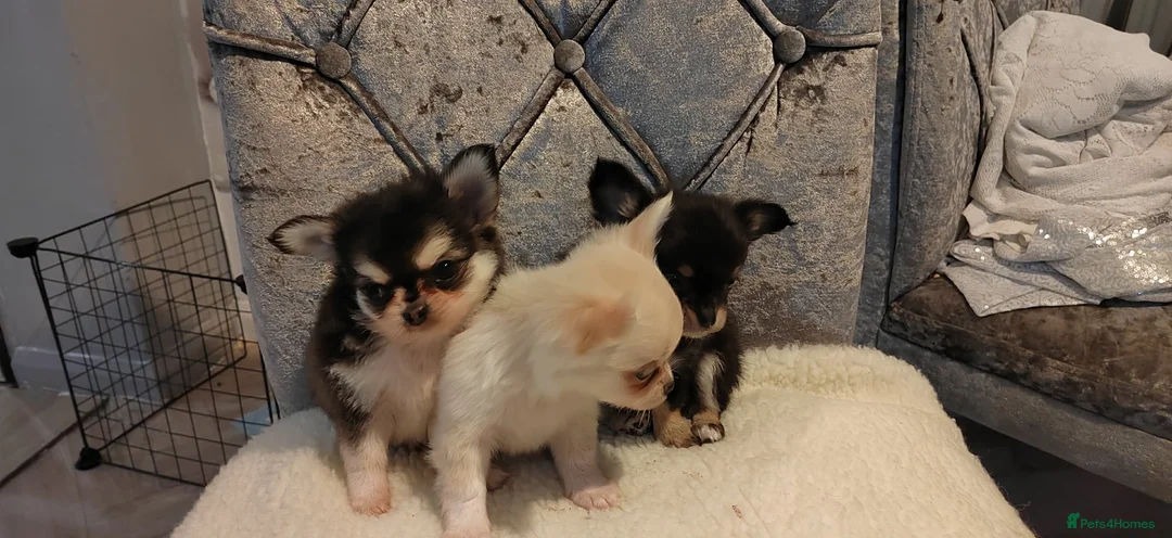 Chihuahua dogs for sale: Very beautiful husky markings chihuahua for sale - Advert 19