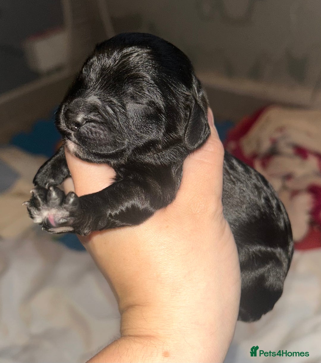 Cockapoo dogs for sale: F1 cockapoos  - Advert 3