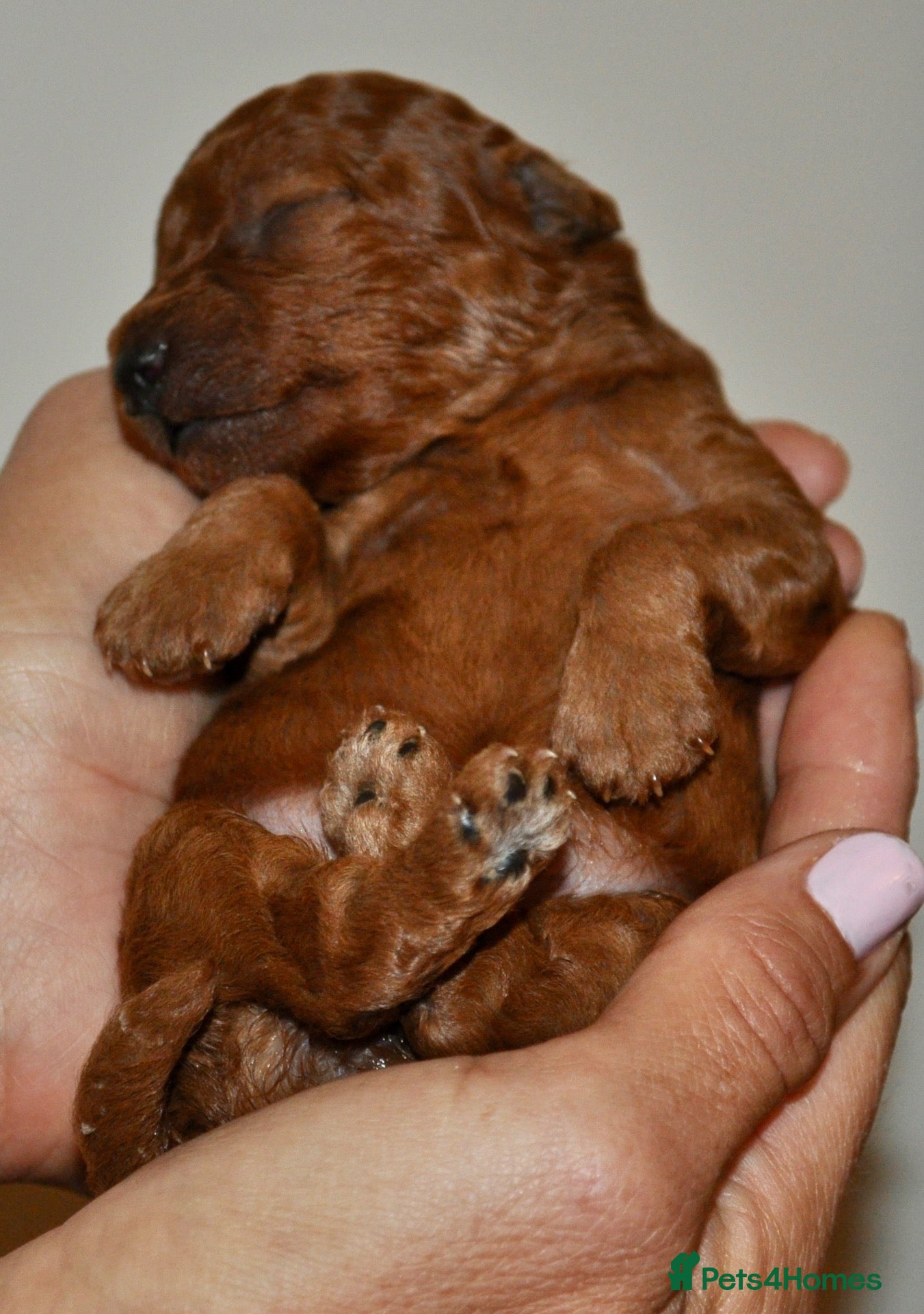 Toy Poodle dogs 🐾 Purebred Toy Poodle Puppies – £1,800 Each 🐾 - Advert 2