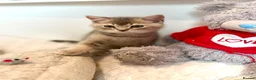 Scottish Fold cats for sale: Beautiful Scottish kitties are looking for a home  - Advert 25