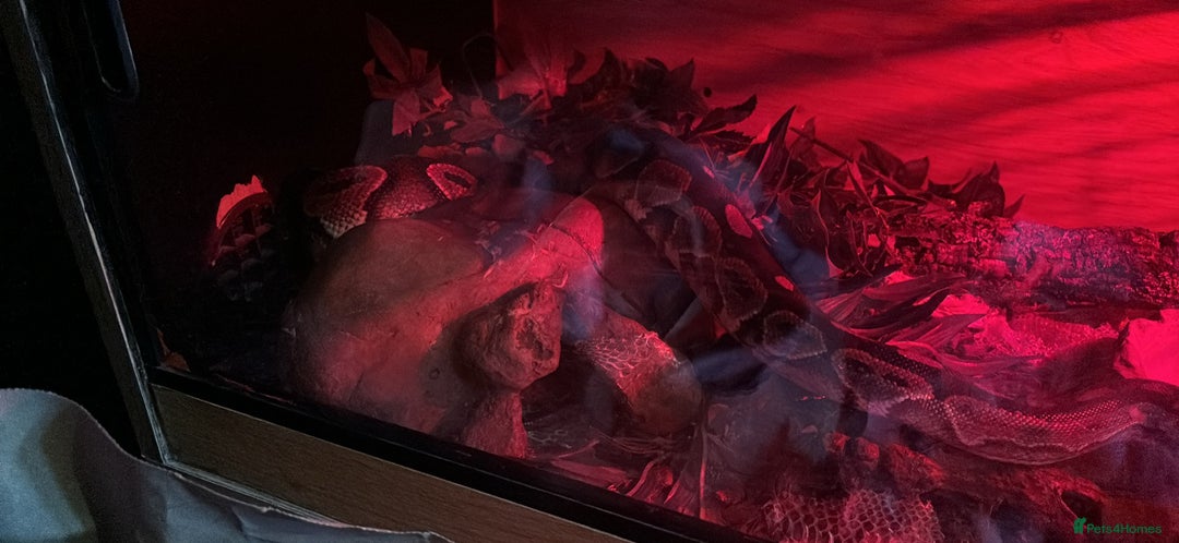 Python Snake reptiles for sale: Ball python  - Image 3