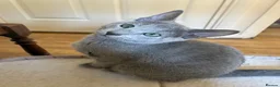 Russian Blue cats for sale: TICA 5* Pedigree Russian blue kittens - Advert 2