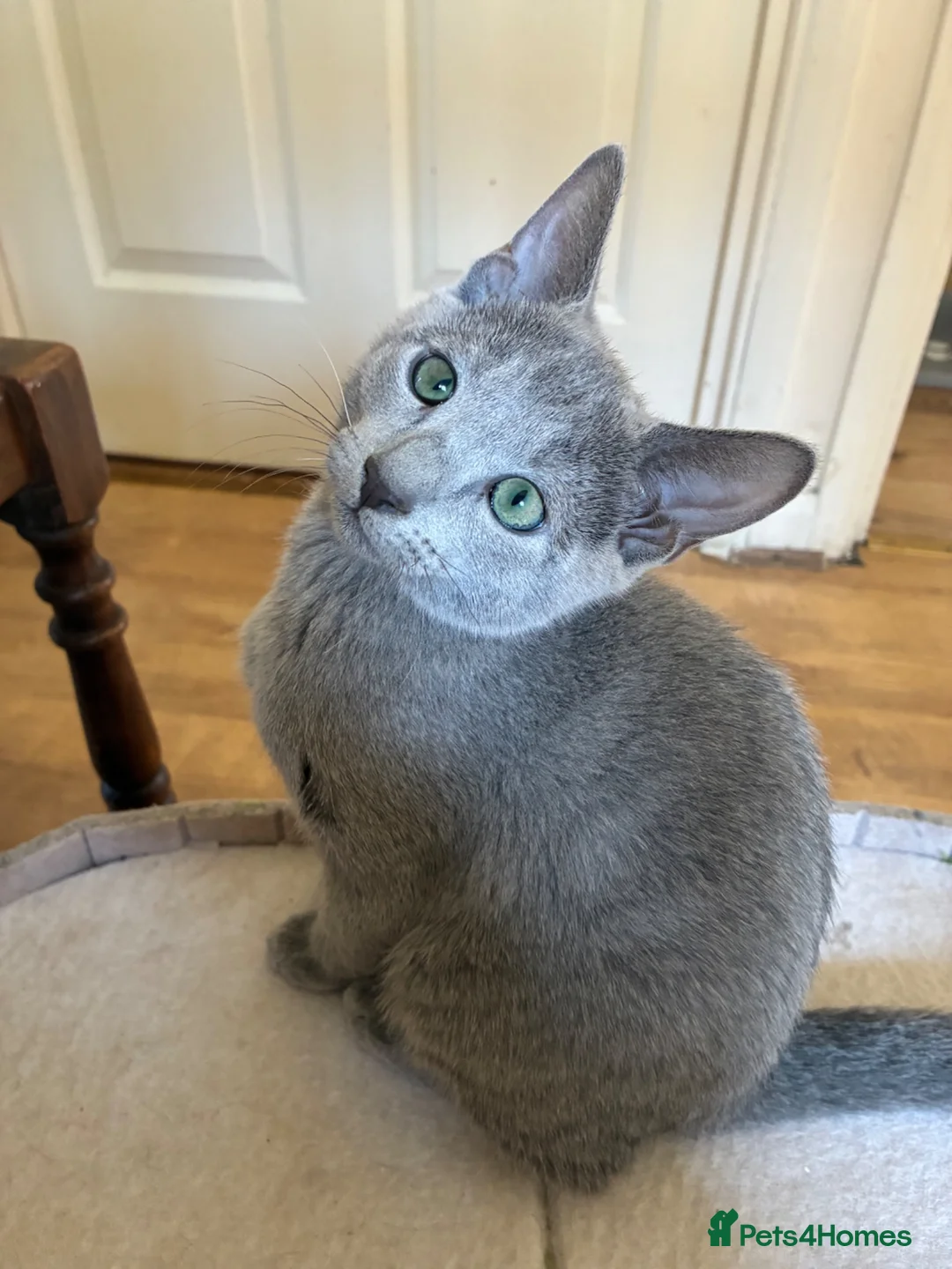 Russian Blue cats for sale: TICA 5* Pedigree Russian blue kittens - Advert 2