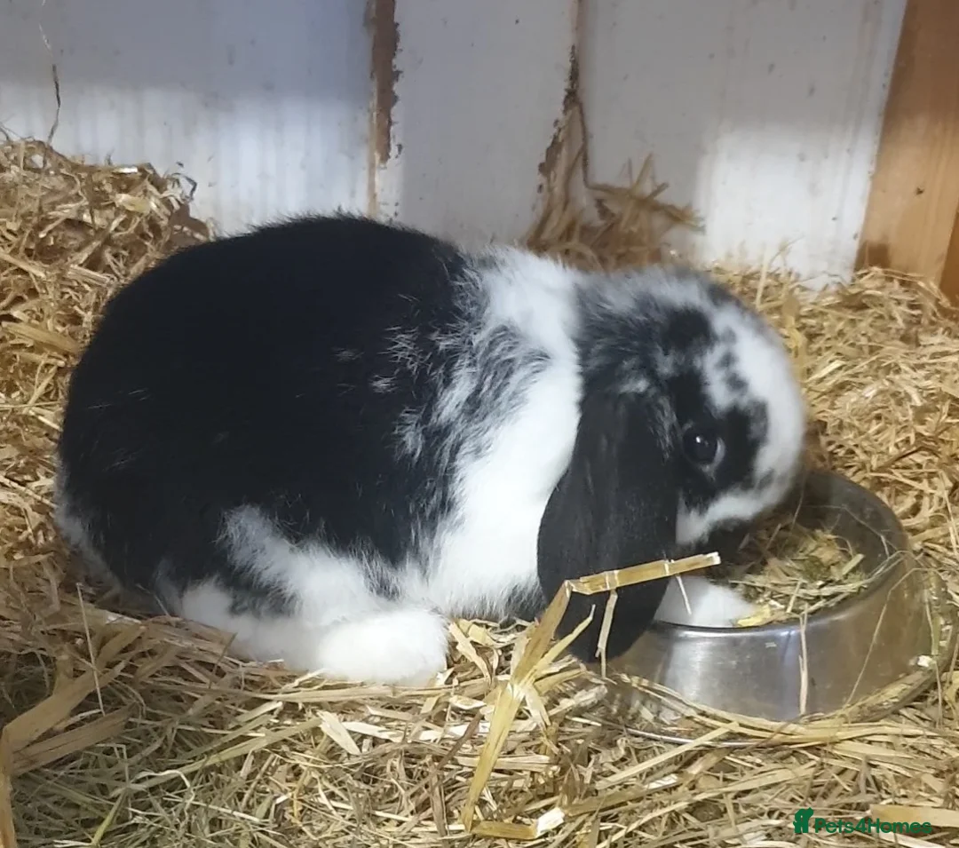 Mini Lop rabbits for sale: Super friendly minilop  in Cardiff - Advert 4