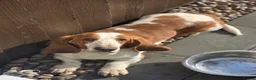 Basset Hound dogs for sale: Beautiful Tri colour Basset pups  - Advert 6