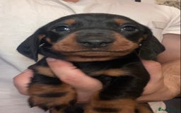 Dachshund dogs for sale: Standard Dachshund Puppies (KC registered) - Image 8