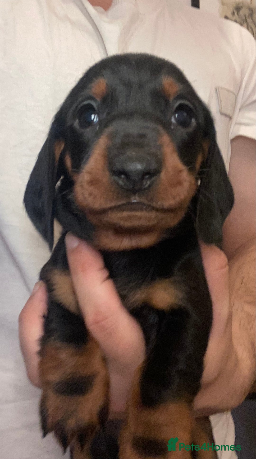 Dachshund dogs for sale: Standard Dachshund Puppies (KC registered) - Image 8