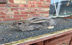 Mixed Breed rabbits for sale: Mixed breeds rabbits  9 to 14 weeks 3 left  - Advert 6