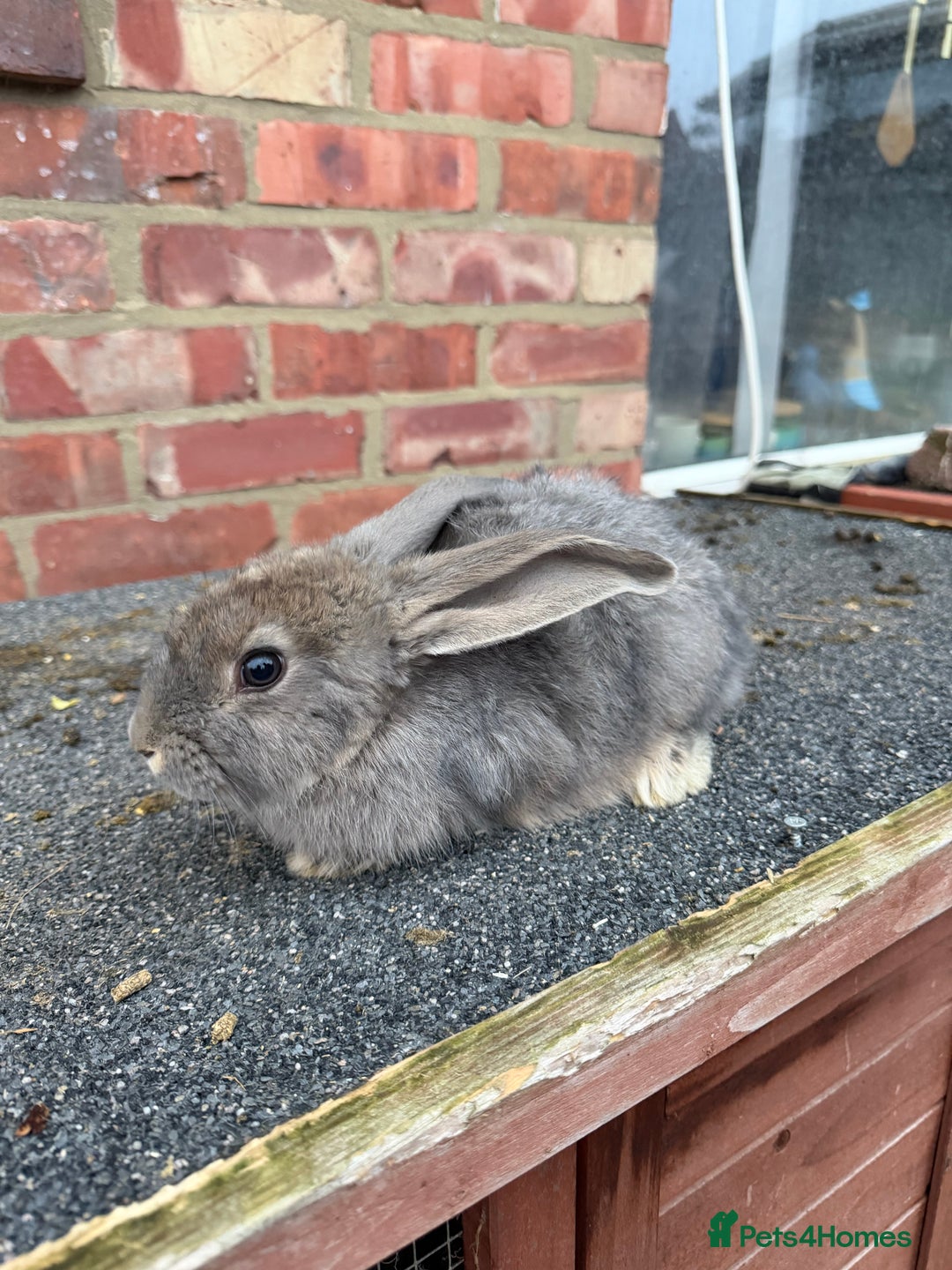Mixed Breed rabbits for sale: Mixed breeds rabbits  9 to 14 weeks 3 left  - Advert 6
