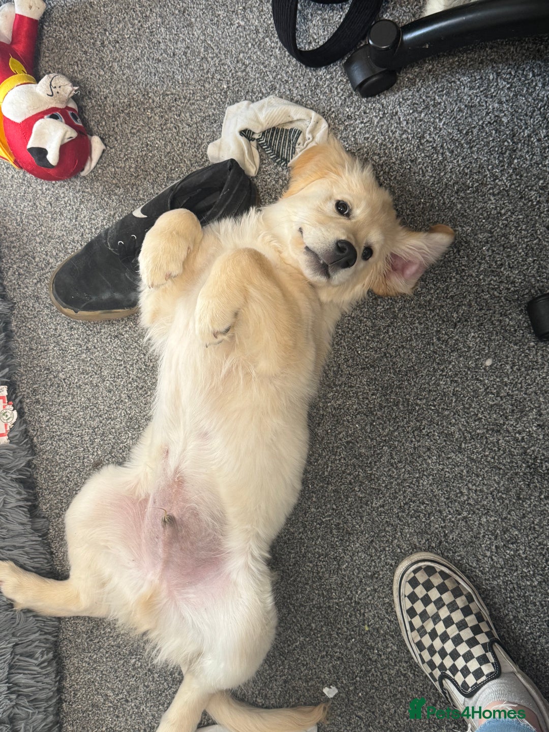 Golden Retriever dogs for sale: Beautiful Golden boy - Image 5