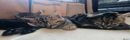 Mixed Breed cats for sale: Stunning Bombay Cross Kittens – Trained & Playful - Advert 6
