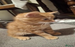 American Shorthair cats for sale: Rare Ginger Female Kittens for sale - Image 9