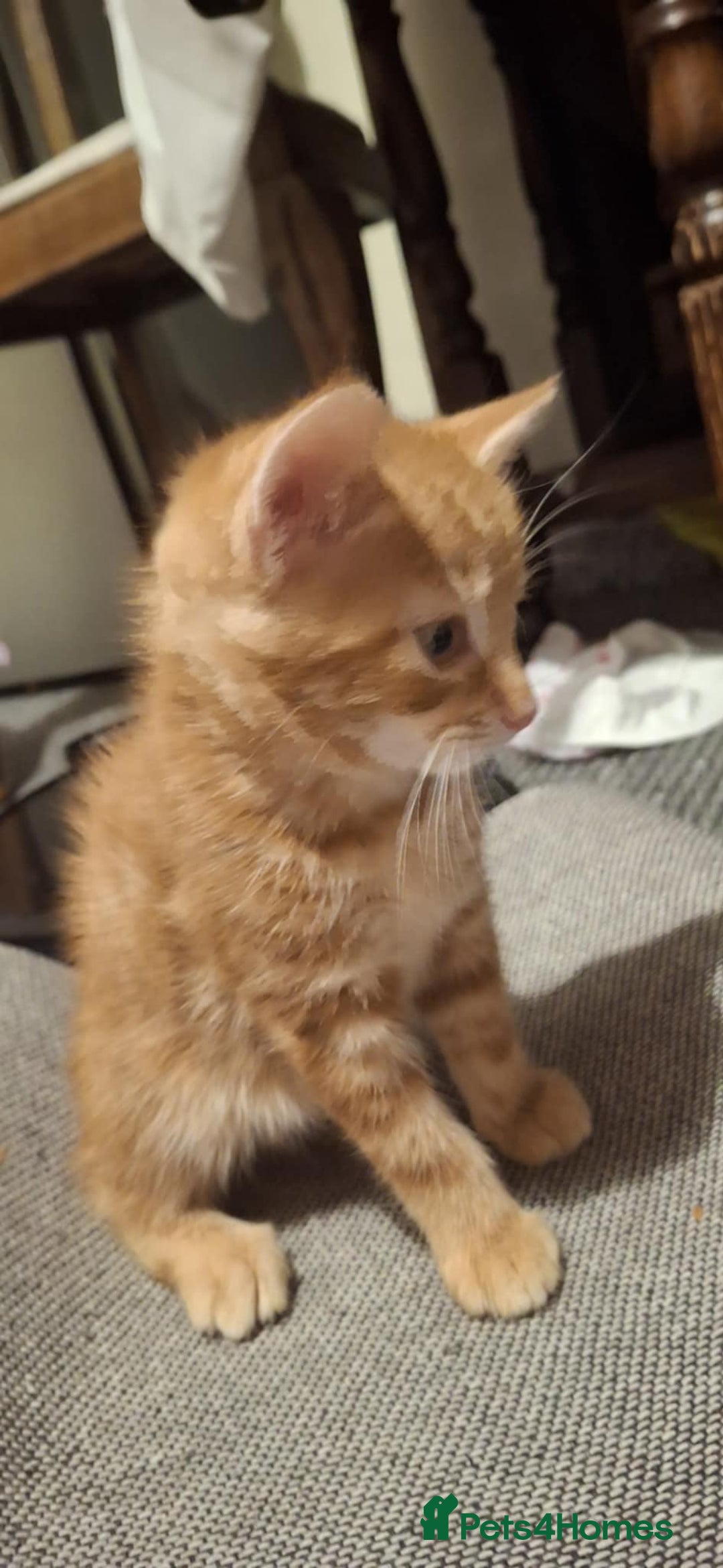 American Shorthair cats for sale: Rare Ginger Female Kittens for sale - Image 9