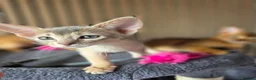 Abyssinian cats for sale: Beautiful Abyssinian Kitten  - Advert 10
