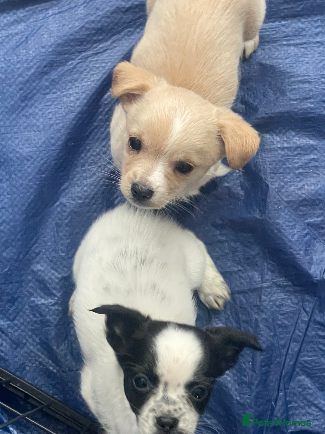 Mixed Breed dogs for sale: Puppies for sale - Image 8