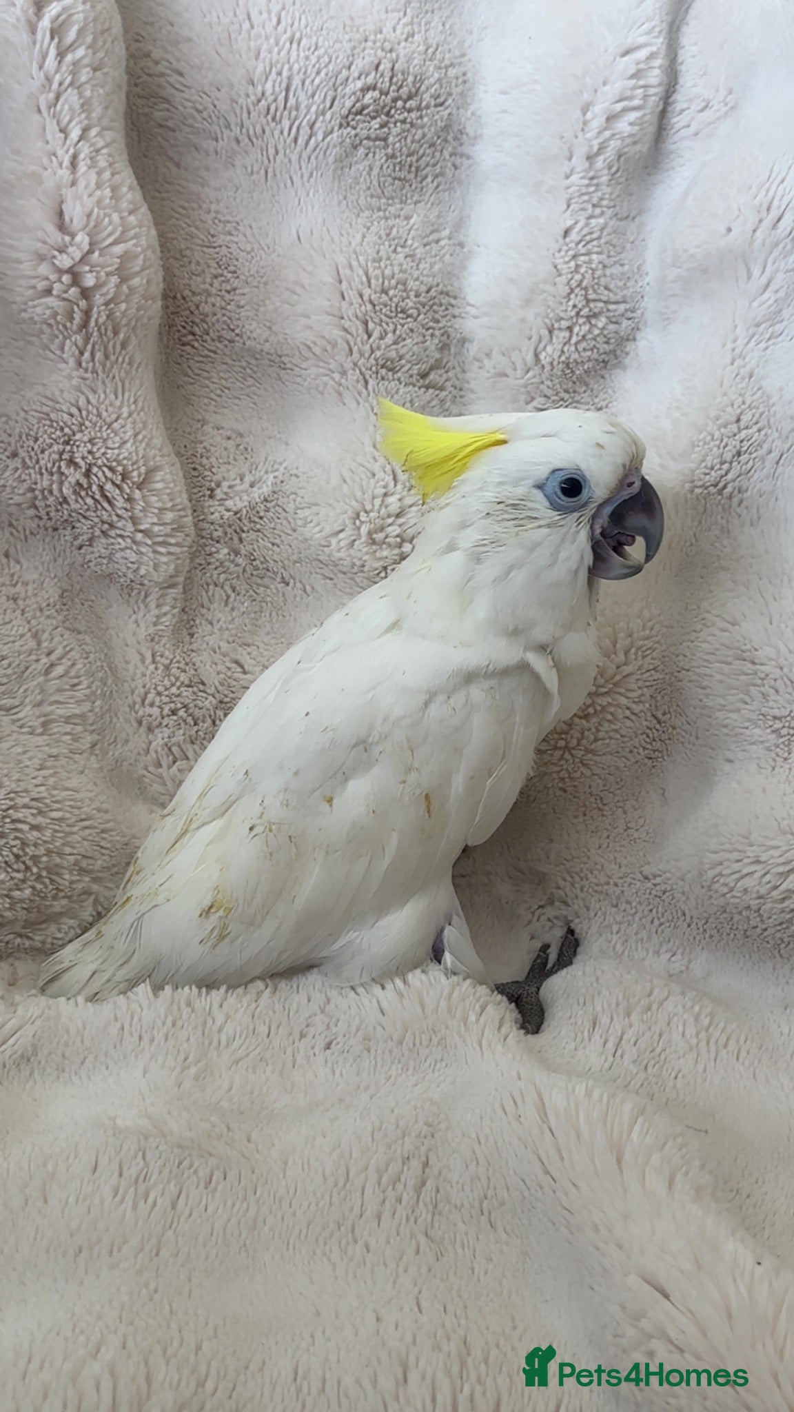 Cockatoo birds Triton  - Advert 1