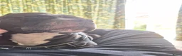 Staffordshire Bull Terrier dogs for sale: Baby boy needs a forever home  - Advert 5