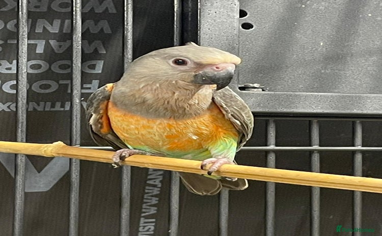 Parrots birds - Advert 2