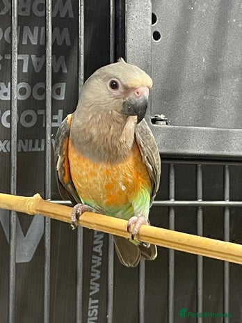 Parrots birds - Advert 3