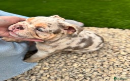 English Bulldog dogs for sale: English Bulldog Puppy  - Image 3