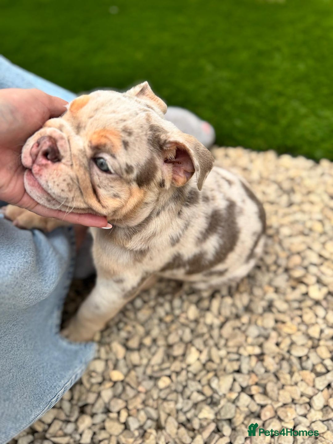 English Bulldog dogs for sale: English Bulldog Puppy  - Image 3