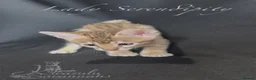 Savannah cats for sale: Exceptional Quality Tica Regist. Savannah kittens - Advert 6