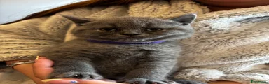 British Shorthair Kitten purple