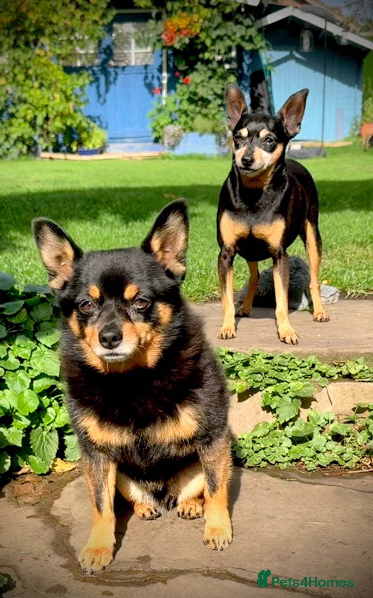 Miniature Pinscher dogs Miniature Pinchers looking for new homes. - Advert 2