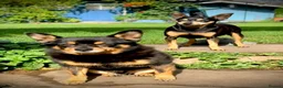 Miniature Pinscher dogs for sale: Miniature Pinchers looking for new homes. - Advert 1